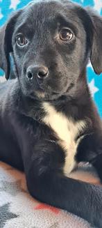 Mooie lieve kruising Labrador x Friese Stabij, Nederland, Parvo, 8 tot 15 weken, Labrador retriever