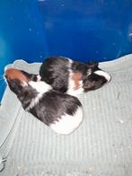 Twee jonge cavia's ..., Dieren en Toebehoren, Knaagdieren, Januari, Meerdere dieren, Cavia