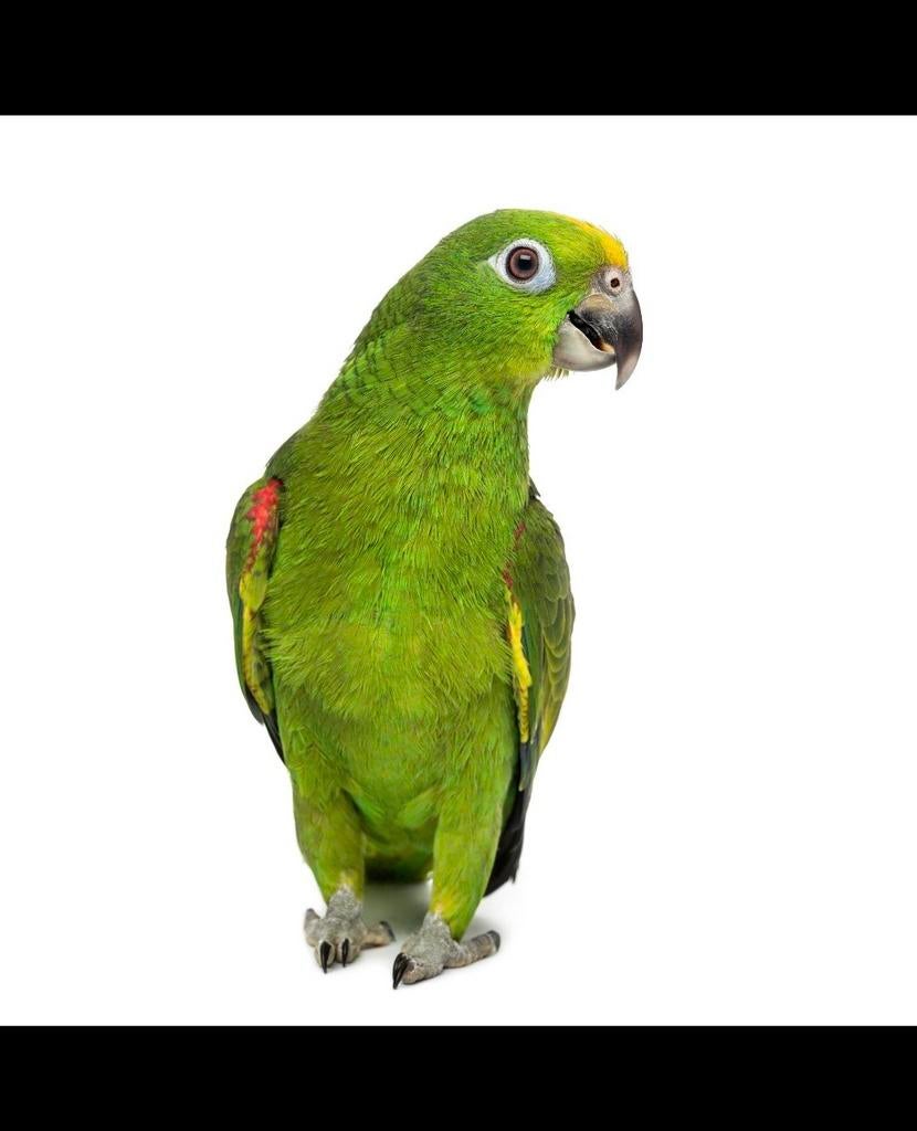Amazonepapegaai, Dieren en Toebehoren, Mannelijk, Papegaai, Tam