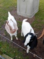 Kruising nubisch met boergeit., Vrouwelijk, Kip