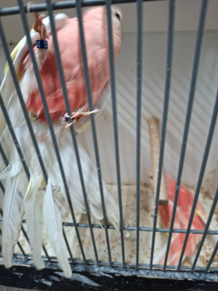 2 koppels rubino bourks, Dieren en Toebehoren, Meerdere dieren, Parkiet