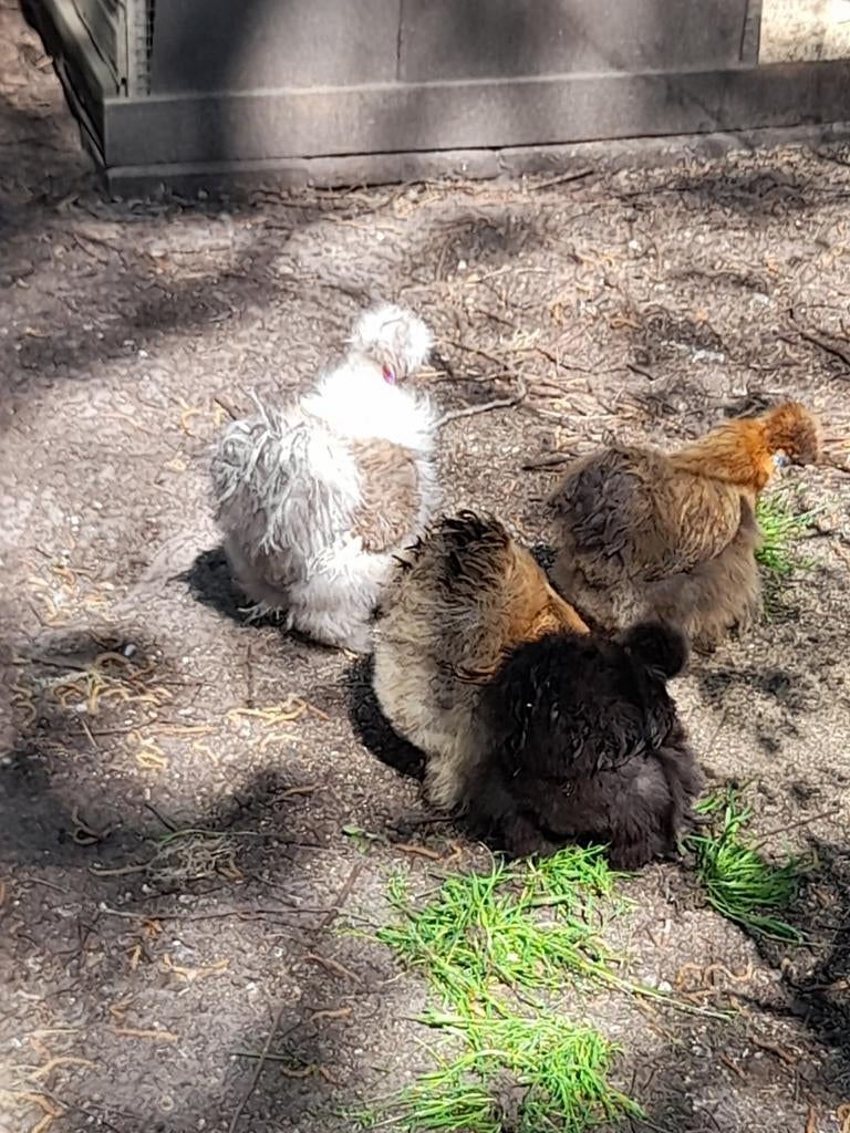 Tk Broedeieren Cochin en Zijdehoen, Dieren en Toebehoren, Geslacht onbekend, Kip