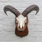 Schedel MOEFLON RAM op solide dubbel houten schild (ref. B), Ophalen of Verzenden, Gebruikt, Wild dier, Schedel