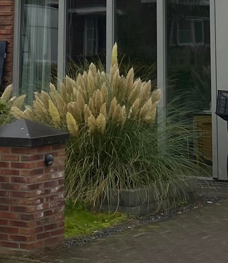 2 fraaie grote pampas siergras pollen, Tuin en Terras, Ophalen, Halfschaduw, Overige soorten, 100 tot 250 cm