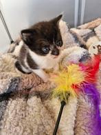 Ze zijn beide zwart/wit.  Gereserveerd, Dieren en Toebehoren, Katten en Kittens | Overige Katten, Meerdere dieren