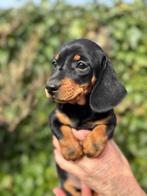 Prachtige Dwergteckel Teefjes, Dieren en Toebehoren, Honden | Teckels en Dashonden, Parvo, 8 tot 15 weken, Korthaar, Teef