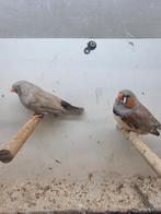 Te koop koppel charcoal bruin, Meerdere dieren