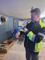 Tamme grijze roodstaart