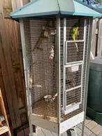 Kakariki,s 3 mannen., Dieren en Toebehoren, Vogels | Parkieten en Papegaaien, Meerdere dieren, Parkiet, Tam