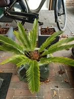 Sierlijke Cycas Revoluta Palm in Pot, Vaste plant, Bloeit niet, Halfschaduw, Ophalen