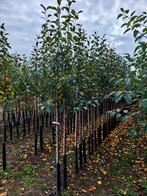 Malus 'Mokum' sierappel 🌳🍎, Ophalen, Volle zon, Overige soorten