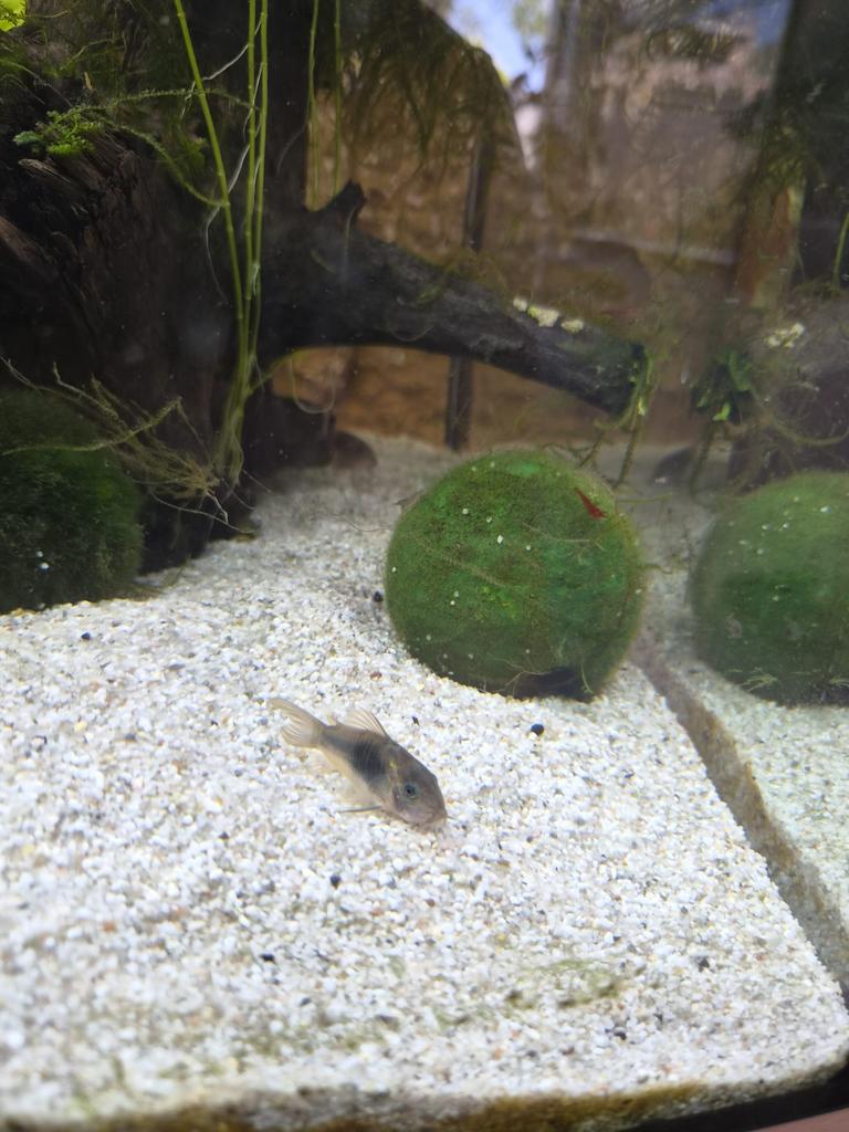 Corydora panda en aeneus, Dieren en Toebehoren, Vis