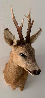Prachtige opgezette reebok - geprepareerde hertekop hert, Ophalen of Verzenden, Zo goed als nieuw, Hert, Opgezet dier