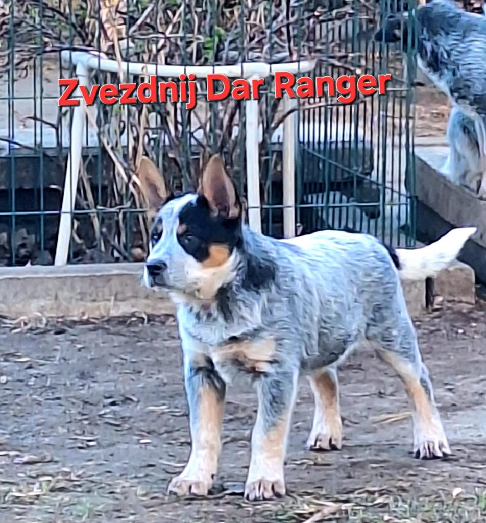 Australian Cattle Dog Puppies Still Available for Sale, Fokker | Hobbymatig, 15 weken tot 1 jaar, Buitenland, Meerdere