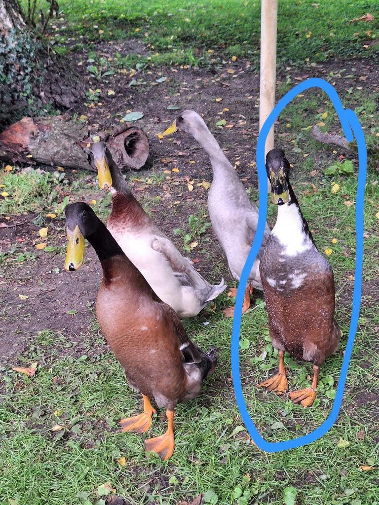 Indische loopeend woerd zoekt nieuw huis., Dieren en Toebehoren, Pluimvee, Mannelijk, Eend