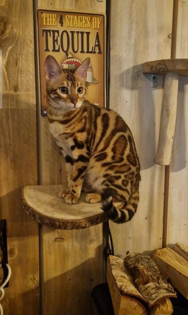 Bengaal Black Brown tabby rozetted katertjes stamboom, Dieren en Toebehoren, Katten en Kittens | Raskatten | Korthaar, Kater, Met stamboom