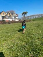 Duiste  herder wolfsgrauwe, Particulier, 15 weken tot 1 jaar, Reu, CDV (hondenziekte)