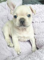 Franse bulldog pups laatste reu, Dieren en Toebehoren, Parvo, 8 tot 15 weken, Bulldog, Meerdere