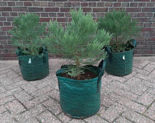 50cm Giant Sequoia / Mammoet bomen, Tuin en Terras, Planten | Bomen, Overige soorten, Minder dan 100 cm, Volle zon, Bloeit niet