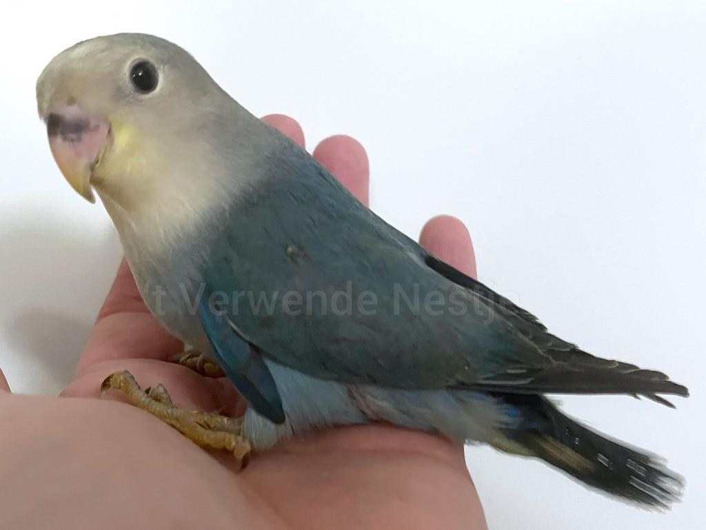 Tam ziektevrij getest Agapornis Roseicollis mannetje, Mannelijk, Dwergpapegaai of Agapornis, Geringd