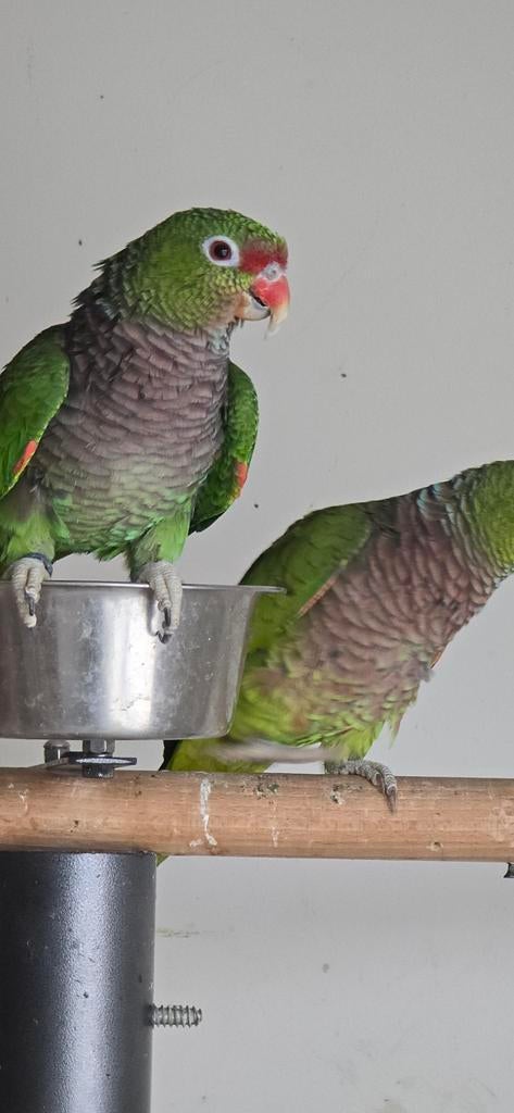 Wijnborst amazone koppel, Meerdere dieren, Papegaai, Tam