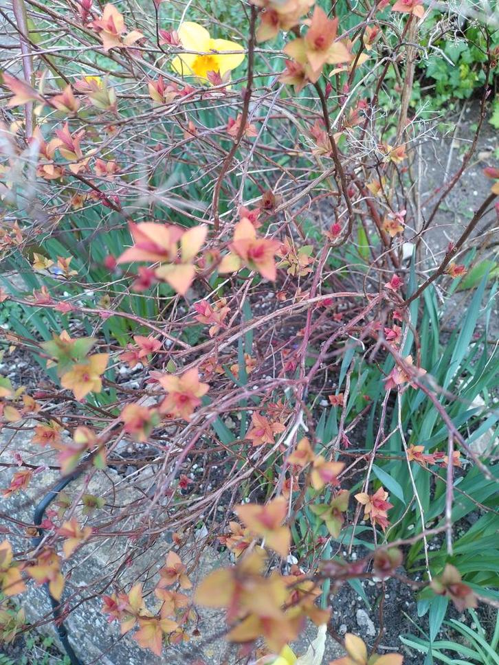 Gevraagd: longkruid, slanke sleutelbloem, verbena, Tuin en Terras, Planten | Tuinplanten, Overige soorten, Volle zon, Ophalen of Verzenden