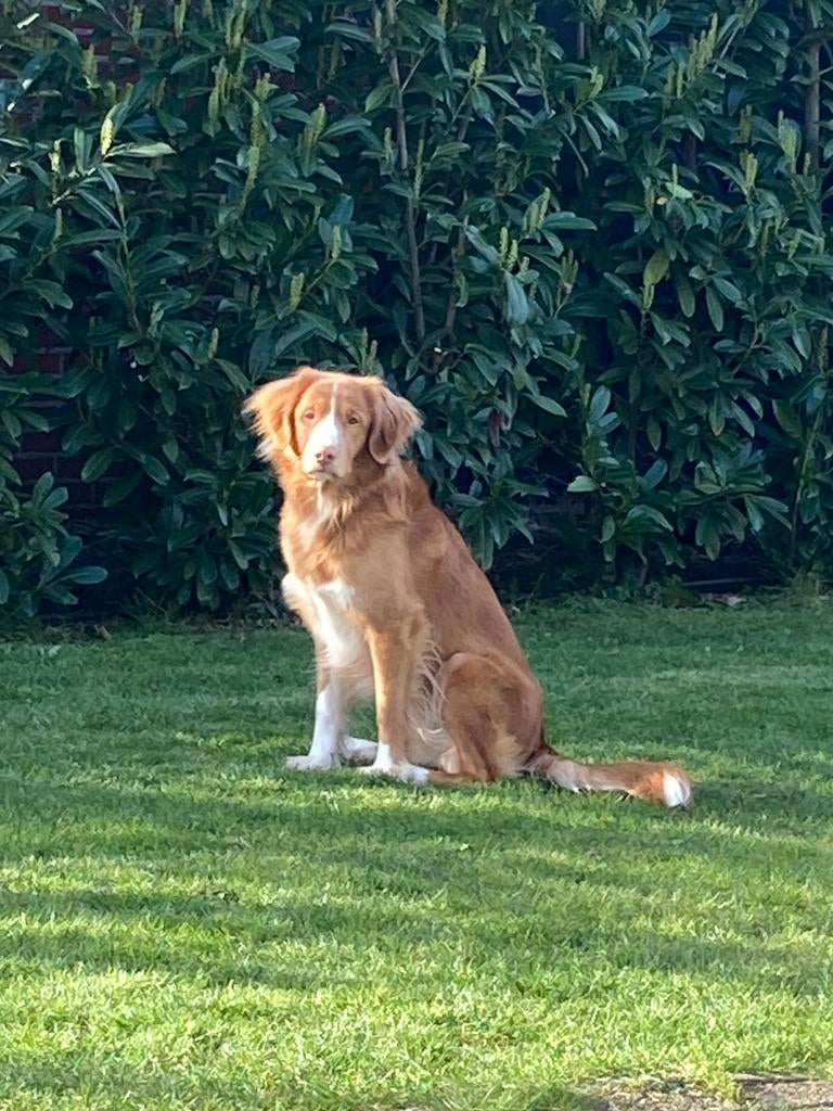 Nova Scotia Duck Tolling Retriever dekreu met RVB Stamboom, Reu, Parvo, Eén hond, 3 tot 5 jaar