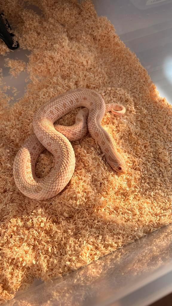 Heterodon Nasicus: 0.1 Super Arctic Albino Conda