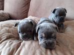 Mooie Franse bulldog pups, Bulldog, Meerdere, Meerdere dieren, Nederland