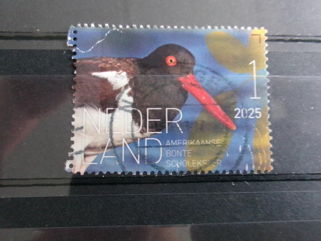 2024 - beleef de natuur bonte scholekster (778b), Verzenden, Gestempeld