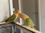 Prachtige Lieve Hand Tamme Agapornis Dwergpapegaai Lovebird, Dieren en Toebehoren, Vogels | Parkieten en Papegaaien, Meerdere dieren