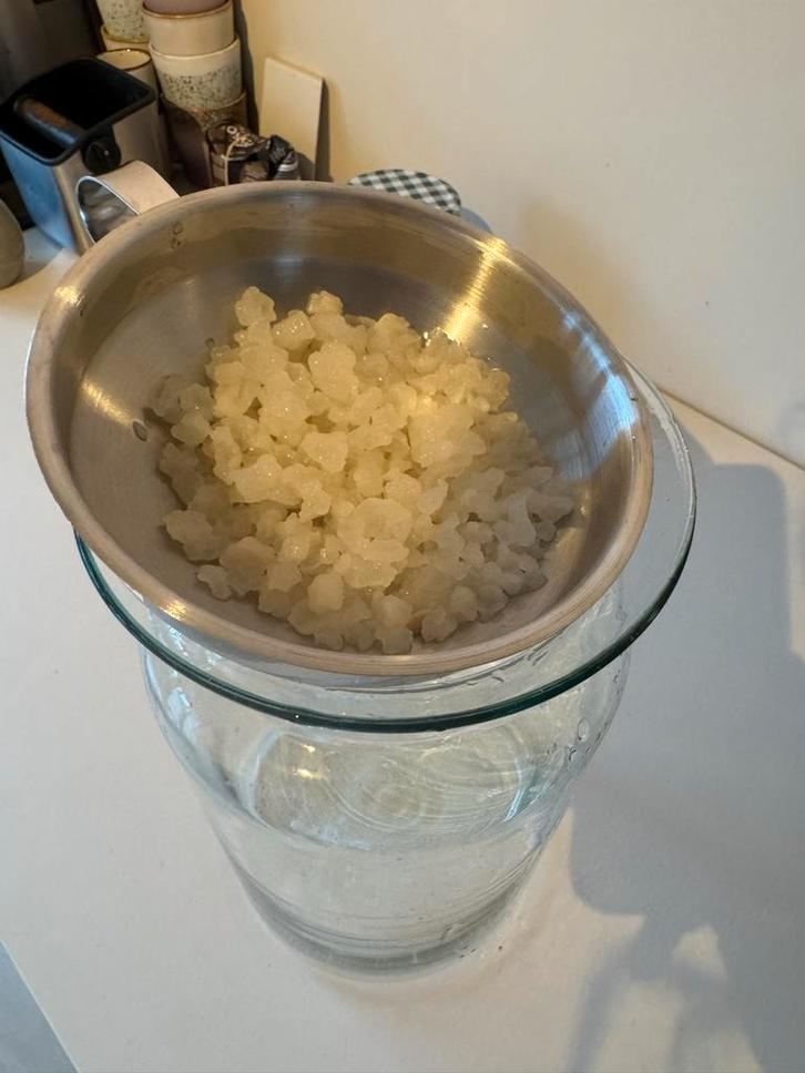 Waterkefir korrels, Diversen, Levensmiddelen, Ophalen of Verzenden