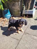 3 prachtige cavelier king charles spaniel puppies gekruist m, Dieren en Toebehoren, Parvo, 8 tot 15 weken, Meerdere, Meerdere dieren