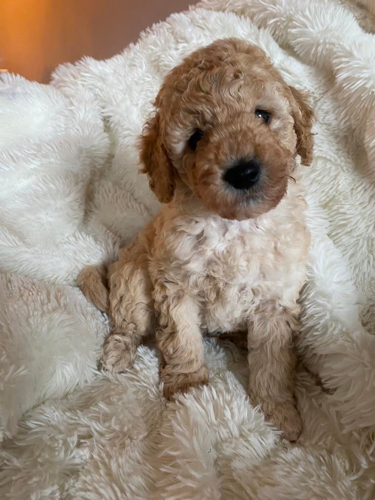 Reutje half australian mini labradoodle, Dieren en Toebehoren, Honden | Chihuahua's en Gezelschapshonden, 8 tot 15 weken, Eén hond