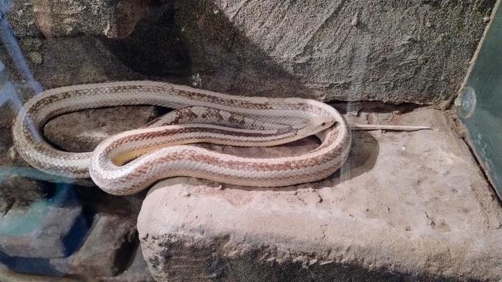 2x Korenslang / Rattenslang (v) aangeboden Rat Snake - female for sale from thijs