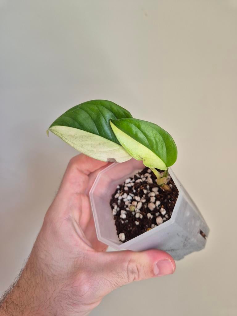 Monstera Acacoyaguensis Albo Variegata, Huis en Inrichting, Kamerplanten, Ophalen of Verzenden, Halfschaduw, Minder dan 100 cm