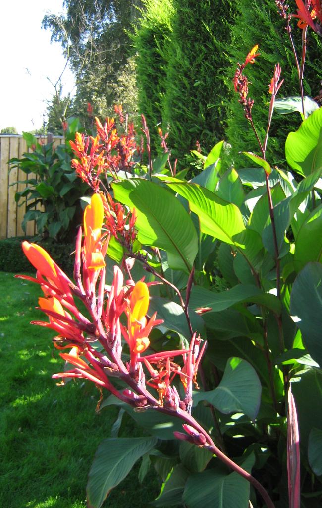 canna bollen - enkel - dubbel of triple, Ophalen of Verzenden, Voorjaar, Volle zon, Bloembol