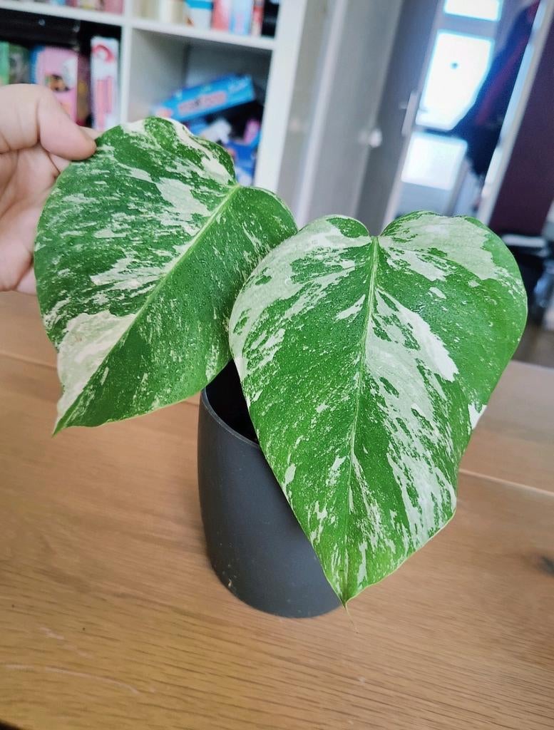 Monstera variegata, Huis en Inrichting, Kamerplanten, Ophalen, Halfschaduw, Minder dan 100 cm