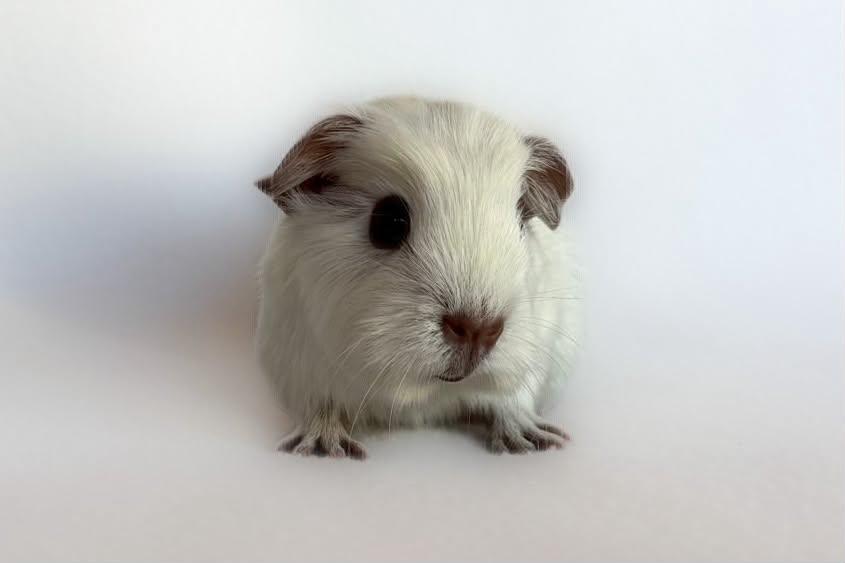 Cali californian zeugje engels gekruind wit choco, Dieren en Toebehoren, Knaagdieren, Cavia, April, Vrouwelijk, Tam