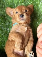 Mini labradoodle vaste oppas gezocht, Uitlaatservice