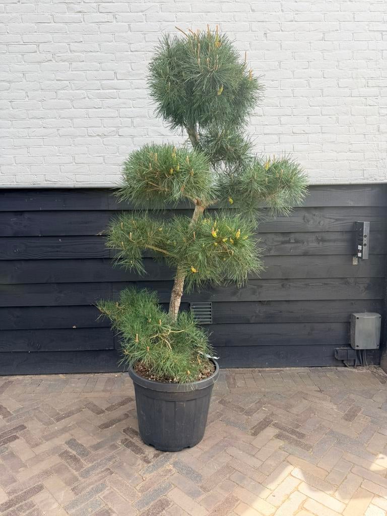 Pinus sylvestris bonsai, Tuin en Terras, Planten | Bomen, Volle zon, 100 tot 250 cm, Zomer, Overige soorten