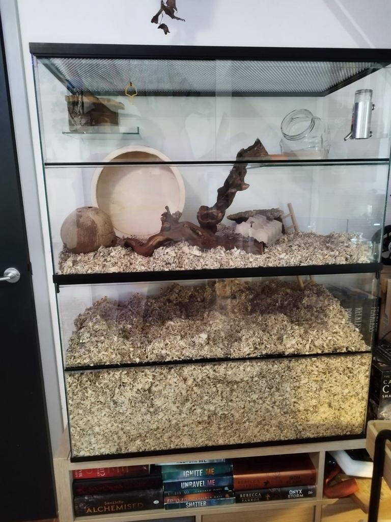 2 Gerbils (vrouwtjes), hok en toebehoren, Dieren en Toebehoren, Knaagdieren, April, Vrouwelijk, Overige typen