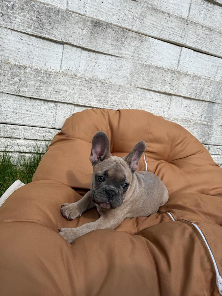 Franse Bulldog, Dieren en Toebehoren, Honden | Bulldogs, Pinschers en Molossers, België, Particulier, 8 tot 15 weken, Parvo