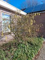 Hazelaar, Tuin en Terras, Planten | Bomen, Ophalen, Halfschaduw, Overige soorten, Lente