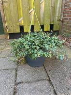 Hedera XL in hangpot, Tuin en Terras, Planten | Tuinplanten, Ophalen, Vaste plant, Bloeit niet, Halfschaduw