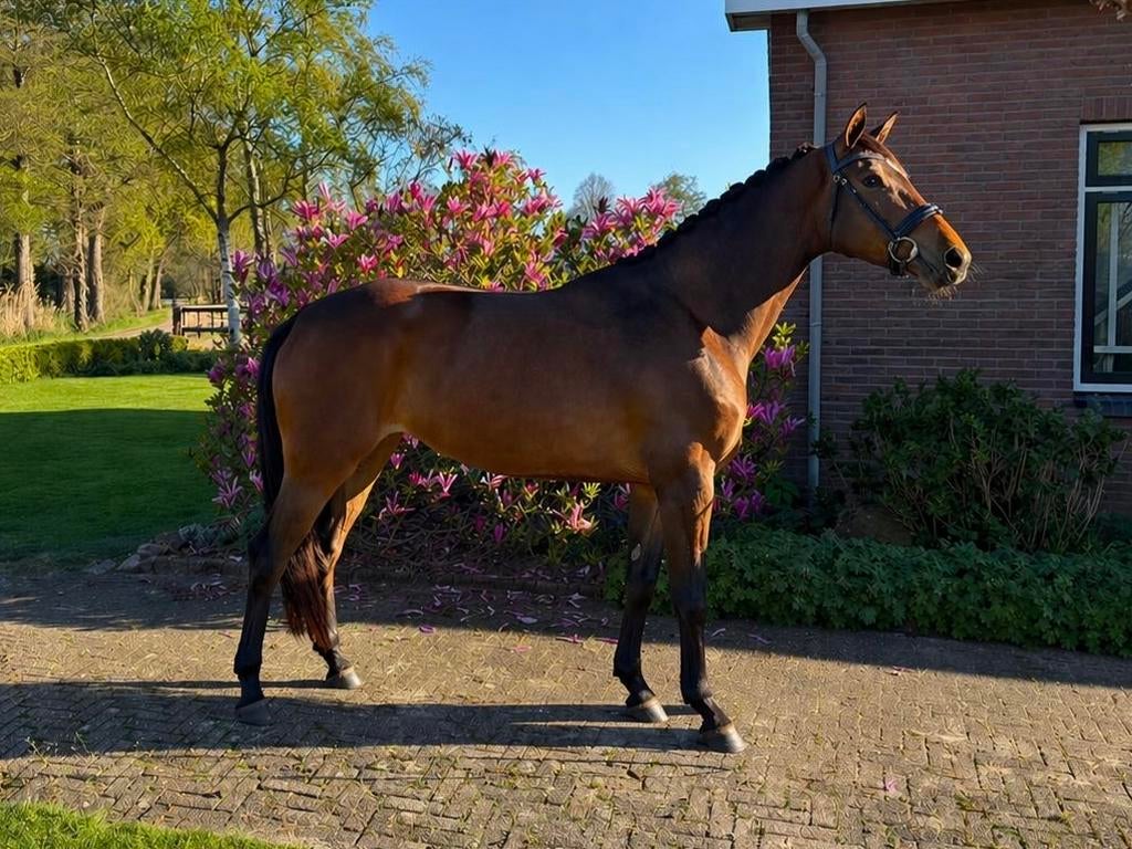 Vierjarige dressuurmerrie, Dieren en Toebehoren, Paarden, Merrie, Dressuurpaard, 3 tot 6 jaar