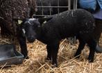 Zwarte ram, Mannelijk, Schaap, 0 tot 2 jaar