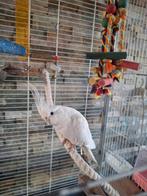 Valkparkieten tam (koppel) met grote luxe kooi, Dieren en Toebehoren, Meerdere dieren, Parkiet, Tam