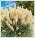 15 lage Pampasgras Cortaderia pumila €50, Volle zon, Vaste plant, Siergrassen, Ophalen of Verzenden