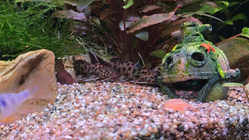 2x Koekoeksmeerval (koppel)moet weg!!!, Ophalen, Plant(en), Steen of Hout